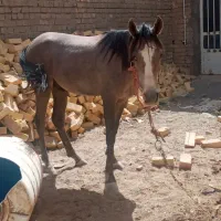 اسب نریون عرب آنگولا