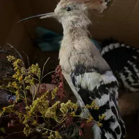 پرنده تزئینی .