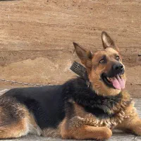 فروش حیوانات خانگی|سگ|لردگان, |دیوار