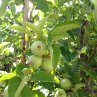 معاوضه باغ سیب سند دار