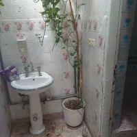 درخت چهارمتری بنجامین سبز|گل و گیاه طبیعی|شیراز, فرگاز|دیوار
