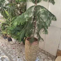 کاج مطبق لوکس و چشم گیر