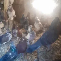 کفتر‌فروشی|پرنده|فریدونشهر, |دیوار