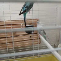 مرغ عشقای عاشق|پرنده|اسلام‌شهر, شهرک طالقانی|دیوار