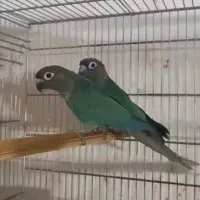 یک جفت تراکوییس نرمال در حد|پرنده|بندرعباس, |دیوار