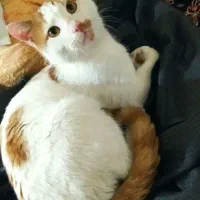 واگذاری رایگان گربه نر