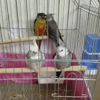 عروس هلندی وایت فیس شاه تخم|پرنده|پاکدشت, پاکدشت (مامازند)|دیوار