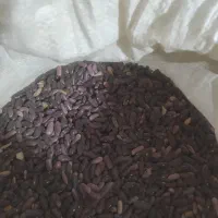 لوبیا قرمز کپسولی