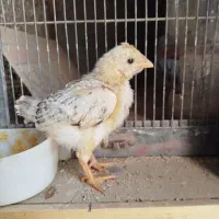 جوجه مرغ و خروس تخمگذار