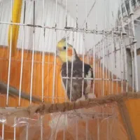 عروس