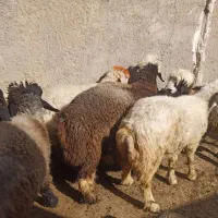 بره پرواری|حیوانات مزرعه|ارم, |دیوار