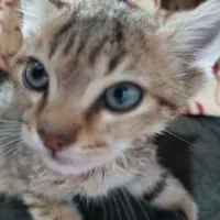 بچه گربه نر