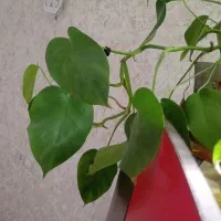 گل برگ انجیری فقط ۵۰|گل و گیاه طبیعی|فولادشهر, C3|دیوار