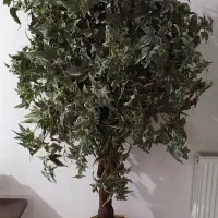 درختچه وارداتی مصنوعی