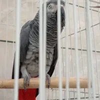 کاسکو|پرنده|مشهد, عامل|دیوار