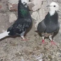 کبوتر گوم شده