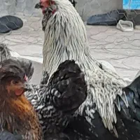 جوان