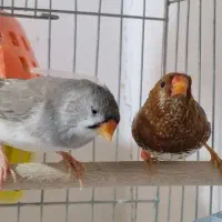 فروش فنچ کینگ|پرنده|بندرعباس, |دیوار