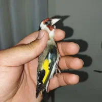 سهره مست|پرنده|ایذه, |دیوار