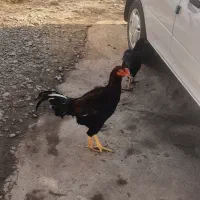 لاری لاج مهر|حیوانات مزرعه|رشت, بازار|دیوار