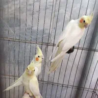 جوجه عروس لوتینو