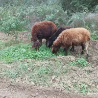 گوسفند|حیوانات مزرعه|دلند, |دیوار