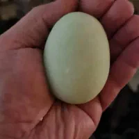 مجسمه برنز (سنگ گوهر شب چراغ وارداتی )برنزی|مجسمه، تندیس، ماکت|تهران, اکباتان|دیوار