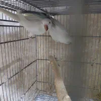راهب مولد و جوانه و جوجه سرلاکی