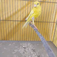 قناری نر|پرنده|ملایر, |دیوار