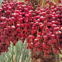 12-نخل-خرمای-مضافتی-جهت-اجاره