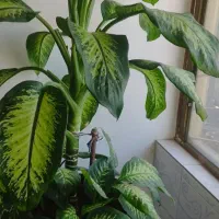 گل دیفن|گل و گیاه طبیعی|بانه, |دیوار