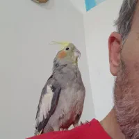 یک جفت عروس هلندی|پرنده|قم, هفت تیر|دیوار