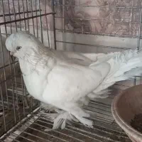 کبوتر لانگ فیس