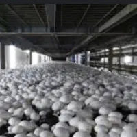 فروش قارچ درجه یک در فردیس|عمده‌فروشی|فردیس, شهرک ۱۱۰|دیوار