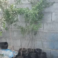 نهال گلدانی،نشاء