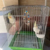 ی جفت عروس هلندی مولد لوتینو