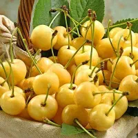 بزرگترین تولید کننده ارقام نهال مثمر و غیر مثمر