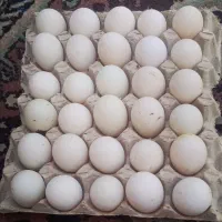 تخم اردک خوراکی ونطفه دار
