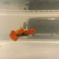 گوپی کینک کوی|ماهی|تهران, زعفرانیه|دیوار