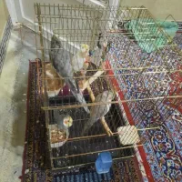 عروس هلندی مولد|پرنده|کوهدشت, |دیوار