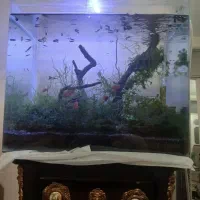 ماهی گوپی  لجنخوار خرگوشی آکواریوم شیشه خم