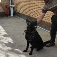 سگ ژرمن شپرد بلک|سگ|فردیس, شهرک صنعتی نور|دیوار