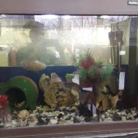 آکواریوم با ماهی|ماهی|مریوان, |دیوار