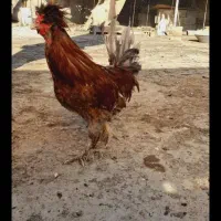 مرغ و خروس سلطان و لهستانی  معاوضه با قناری و کفتر|پرنده|ایذه, |دیوار