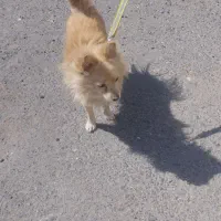 سگ پامر روباهی خوشگل نر