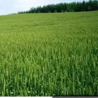 فروش-زمین-25هکتار