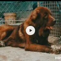 سگ سرخ درشت گله ای