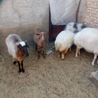 میش آبستن|حیوانات مزرعه|یزد, |دیوار