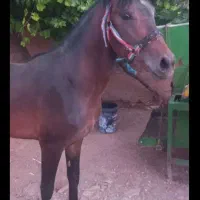 نریان 3 ساله|اسب و تجهیزات اسبسواری|کامیاران, |دیوار