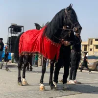 اسب سیاه